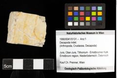 Foto (Objekt + Etiketten) von Decapoda indet. 